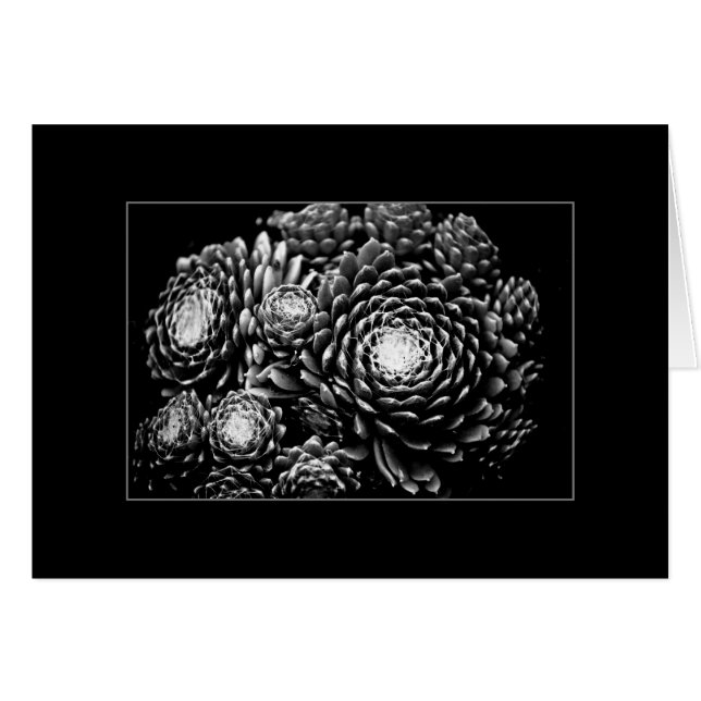 Cartão Sempervivum (Frente Horizontal)