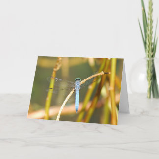 Cartão Senhor Pântano