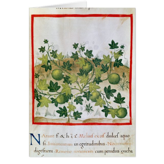 Cartão Senhora 3054 melões fol.20, 'de Tacuinum Sanitatis (Frente)
