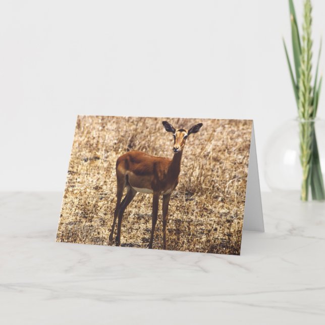 Cartão Senhora graciosa (Impala) (Frente)