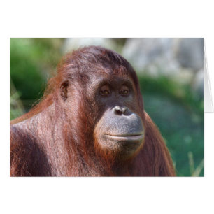 Cartão Senhora Orangutã