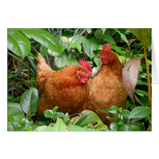 Cartão Senhoras em Espera (Frente Horizontal)