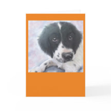 Senhorita Fannie - Spaniel de Springer inglês -