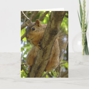 Cartão Senhorita Você, Vamos Saiu Em Breve Esquilo