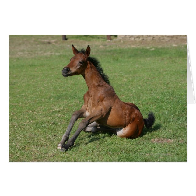 Cartão Sentado árabe (Frente Horizontal)