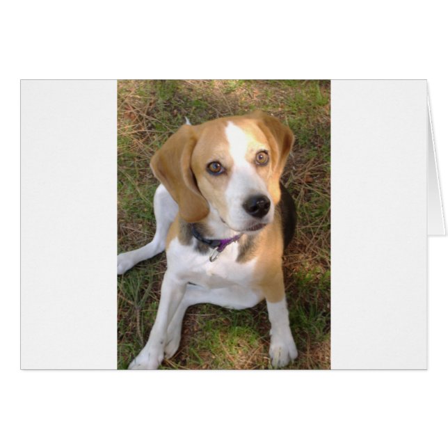Cartão Sentado com beagle 2.png (Frente Horizontal)