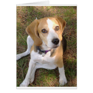 Cartão Sentado com beagle 2.png