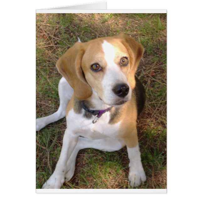 Cartão Sentado com beagle 2.png (Frente)