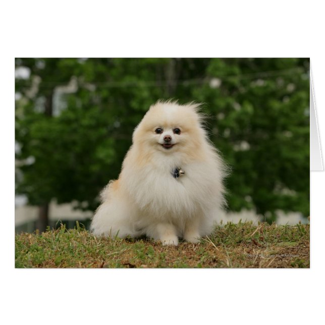 Cartão Sentado De Pomeração (Frente Horizontal)