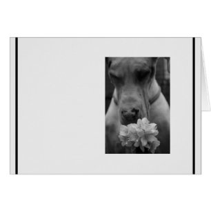 Cartão Sentimentos de condolências em preto e branco