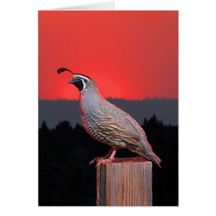 CARTÃO SENTINELA NO POR DO SOL