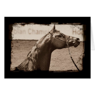 Cartão Sepia Arabian Stallion