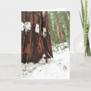 Cartão Sequoia in the snow