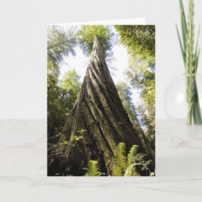 Cartão Sequóia vermelha (Frente)