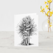 Sequoias Notecard
