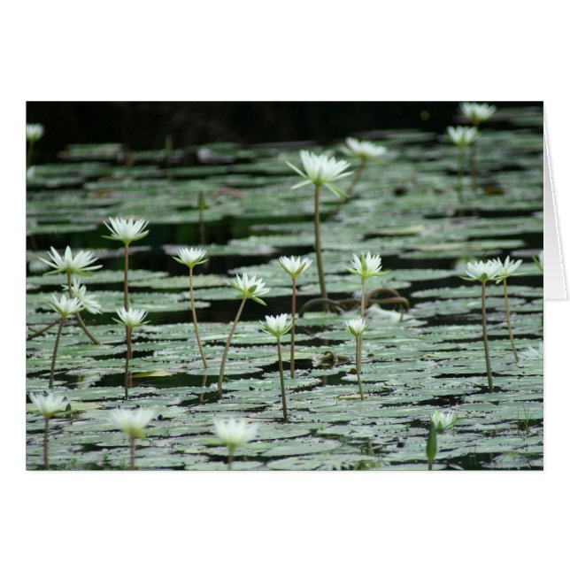 Cartão Serenidade (Frente horizontal)