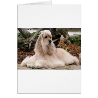 Cartão Série American Cocker Spaniel