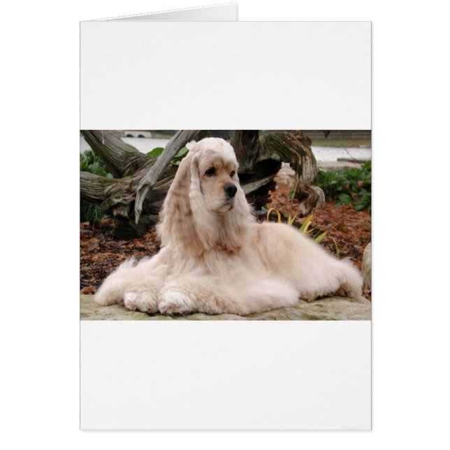 Cartão Série American Cocker Spaniel (Frente)