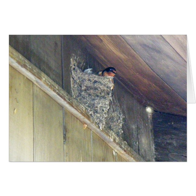 Cartão Série Barn Swallow (Frente Horizontal)