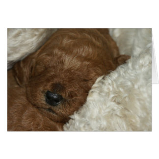 Cartão Series-04 recém-nascido