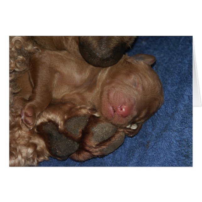 Cartão Series-05 recém-nascido (Frente Horizontal)