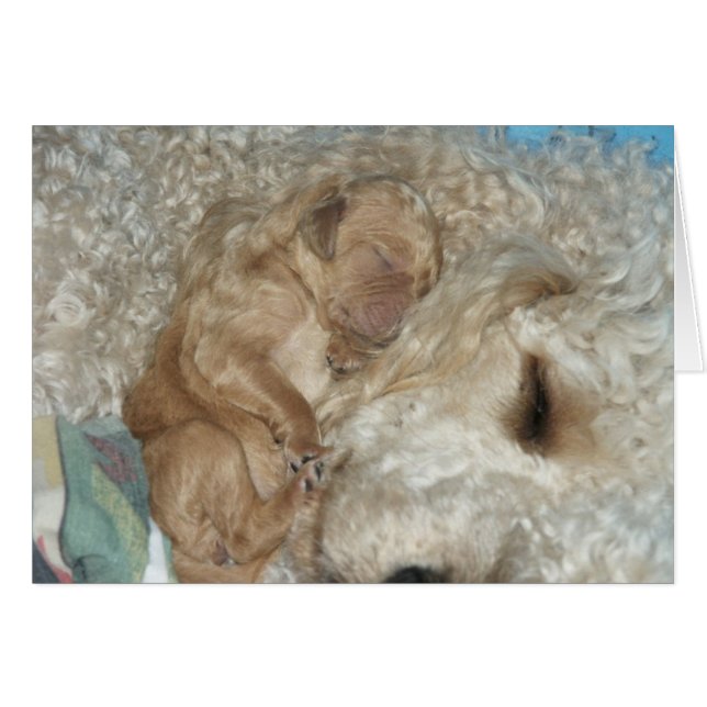 Cartão Series-06 recém-nascido (Frente Horizontal)