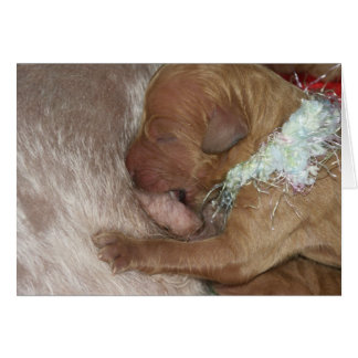 Cartão Series-07 recém-nascido