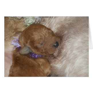 Cartão Series-09 recém-nascido