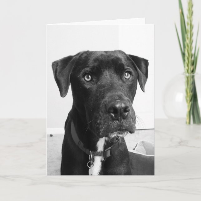 Cartão Séries de cães (Frente)