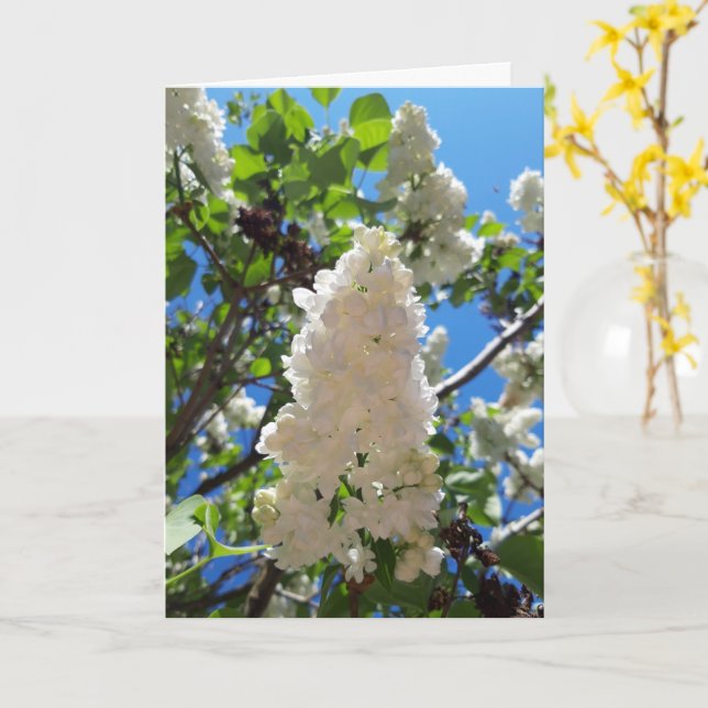 Cartão Seringa, Árvore Lilar Branca de Flor (Flor Amarela)
