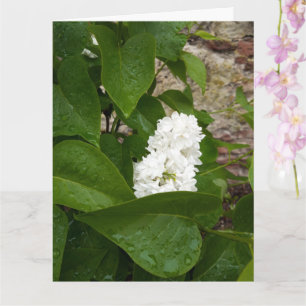 Cartão Seringa, Flor Lilac Branco com Colírio