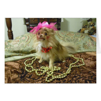 Cartão Sessão fotográfica do animal de estimação - ó em