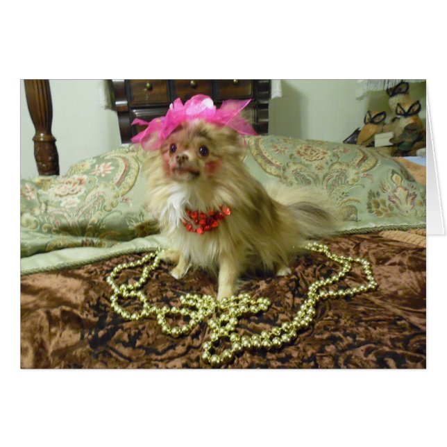 Cartão Sessão fotográfica do animal de estimação - ó em (Frente Horizontal)