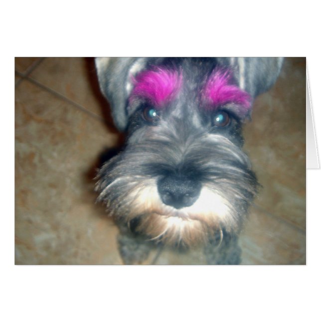 Cartão Seta Rosa - Miniatura Schnauzer (Frente Horizontal)
