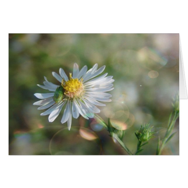 Cartão Setembro Weed Com Bokeh (Frente Horizontal)