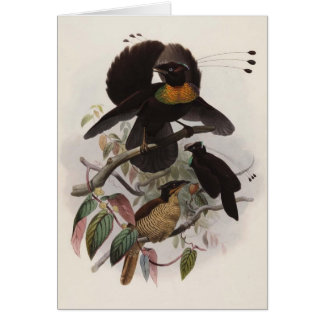 Cartão Sexpennis de Parotia - pássaro de paraíso