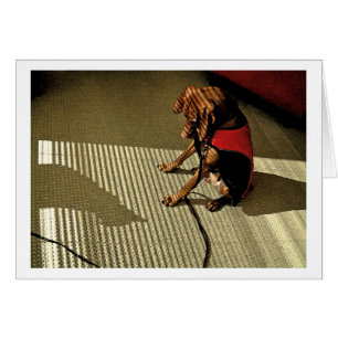 Cartão Shadowplay 1