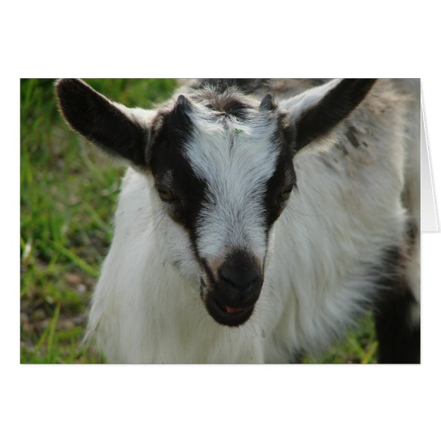 Cartão Shamrock (Frente Horizontal)