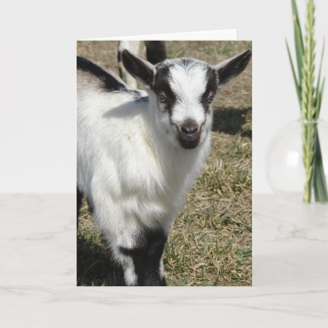 Cartão Shamrock (Frente)