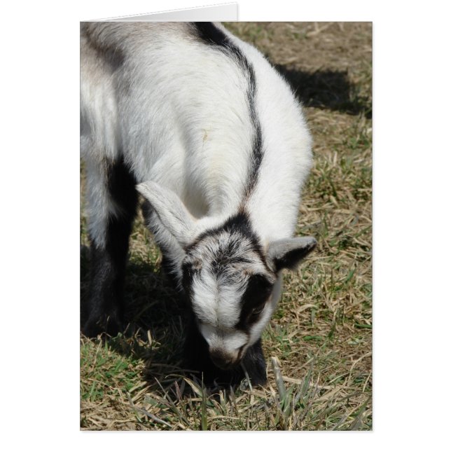 Cartão Shamrock (Frente)