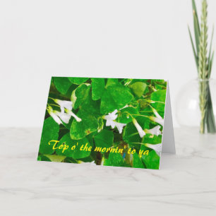 Cartão Shamrock Blank Greetings Card