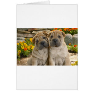 Cartão Shar Pei