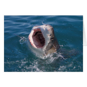 Cartão Shark
