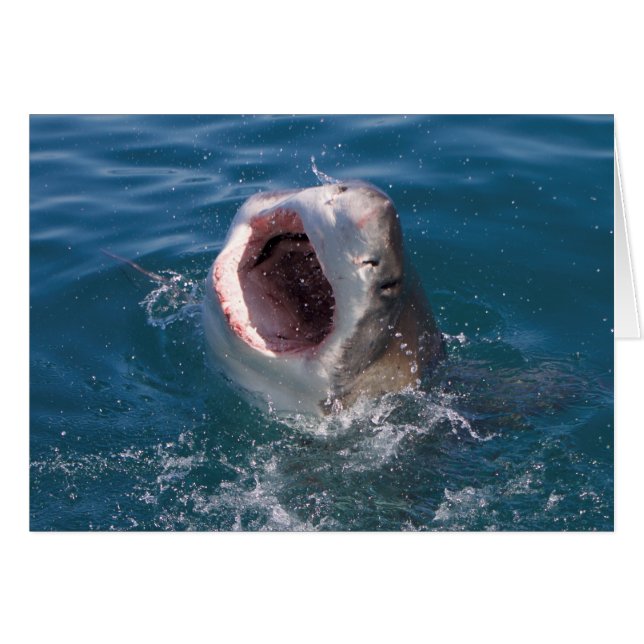Cartão Shark (Frente Horizontal)