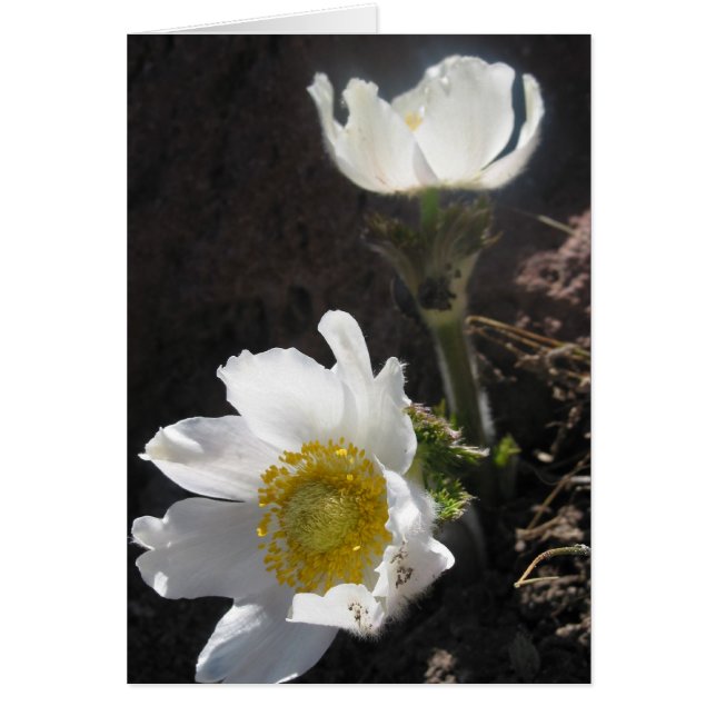 Cartão Shasta (Frente)