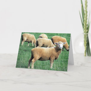 Cartão sheep smile