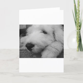Cartão Sheepdog inglês velho