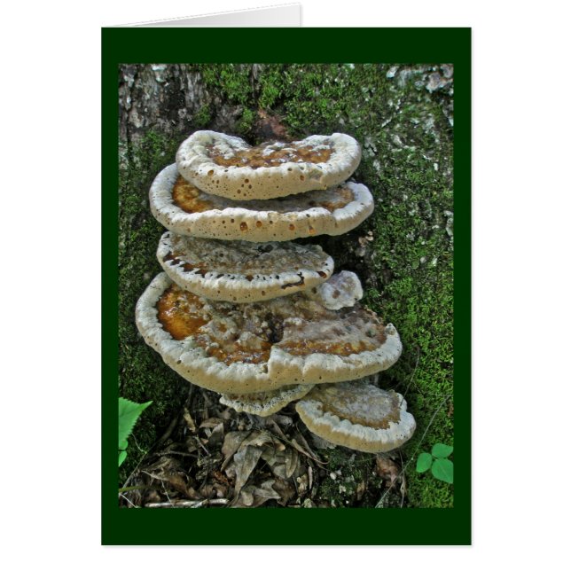 Cartão Shelf Fungi em Stump (Frente)