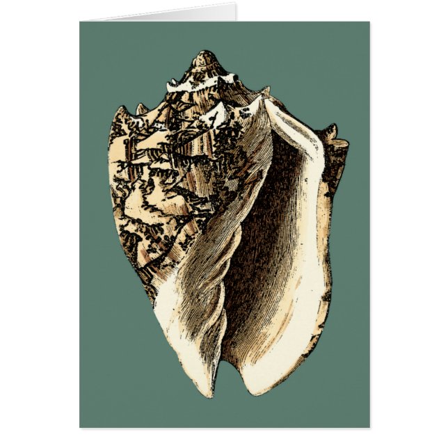 Cartão Shell Teal Conch (Frente)