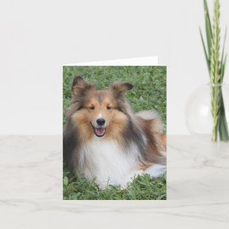 Cartão Sheltie